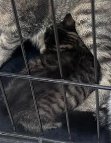 Tiny Cat