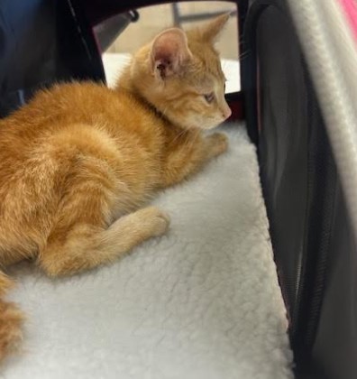 Mini Meow