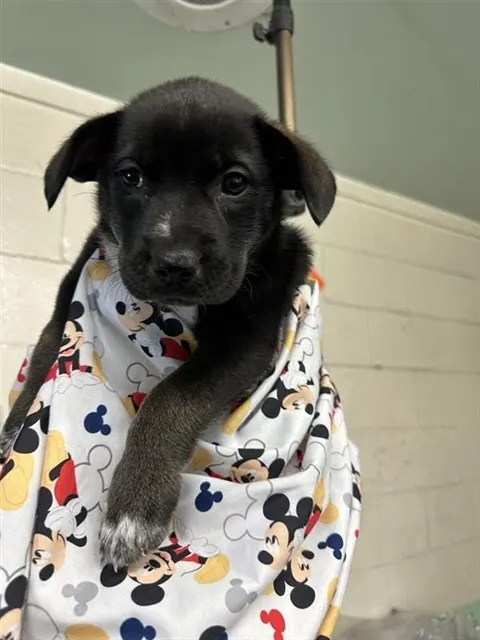 Adoptable Dog