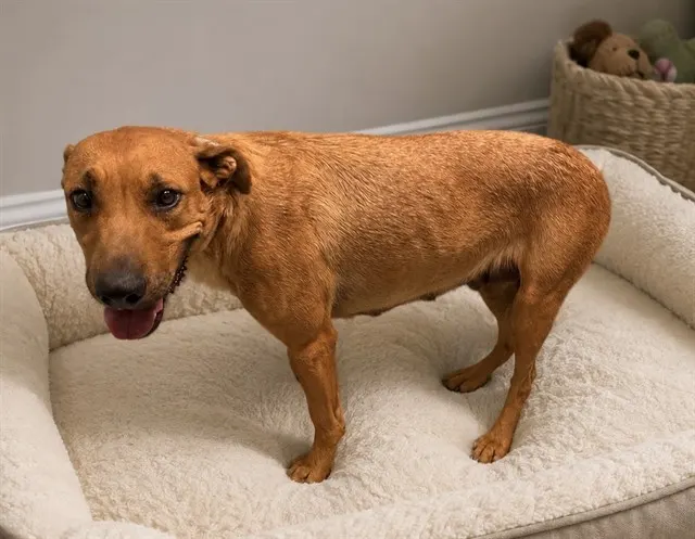 Adoptable Dog