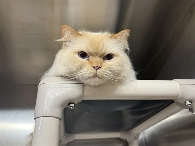 Fluffy