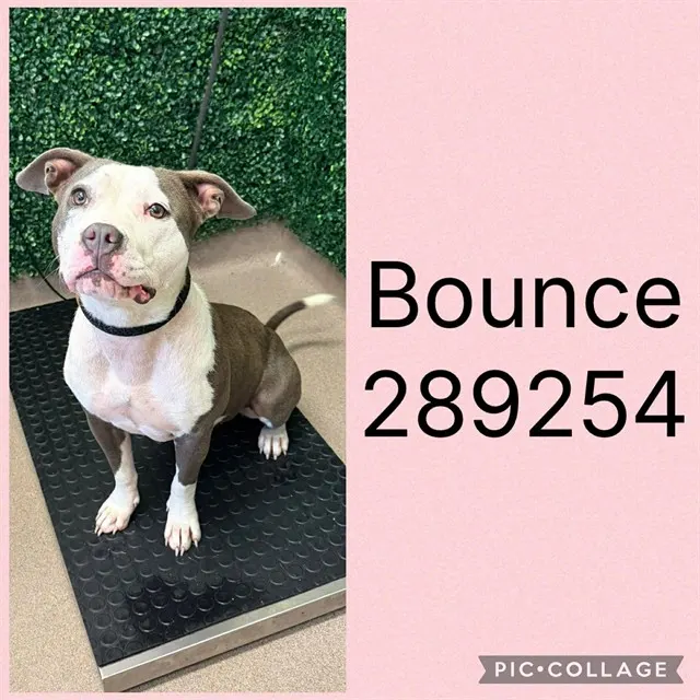 Bounce