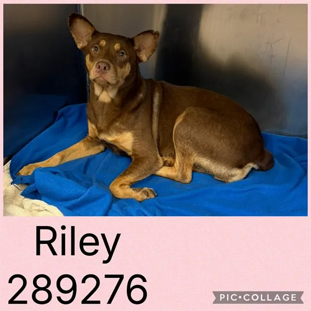 Riley