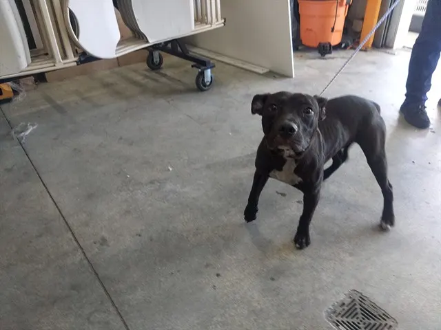Adoptable Dog