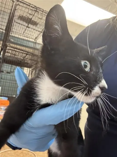 Adoptable Cat
