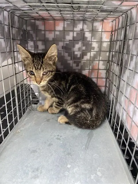 Adoptable Cat