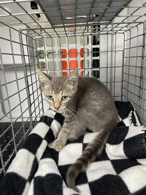 Adoptable Cat