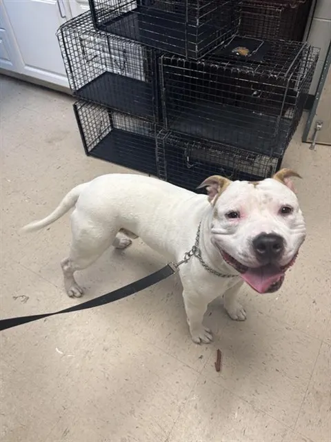 Adoptable Dog