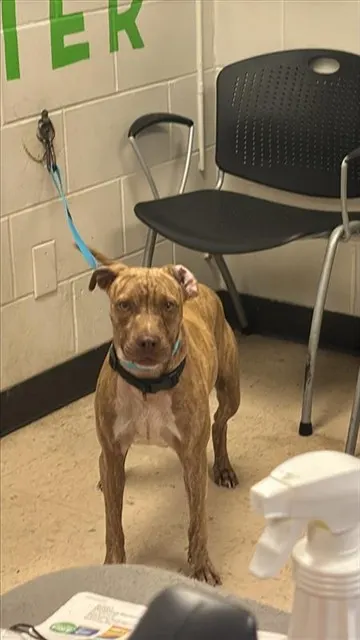Adoptable Dog