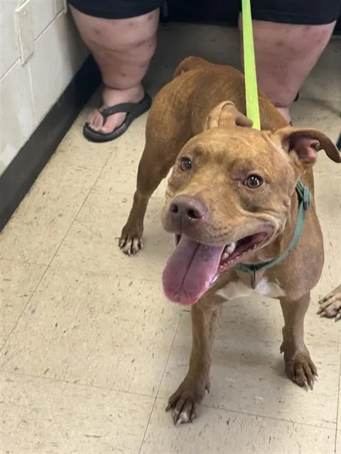 Adoptable Dog