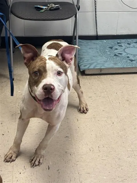 Adoptable Dog