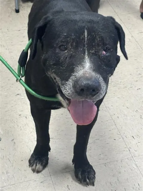 Adoptable Dog