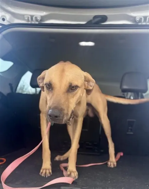 Adoptable Dog