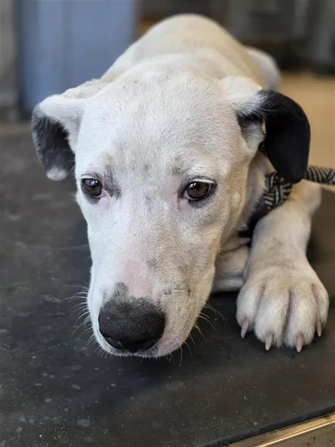 Adoptable Dog