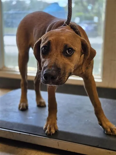 Adoptable Dog