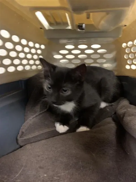 Adoptable Cat