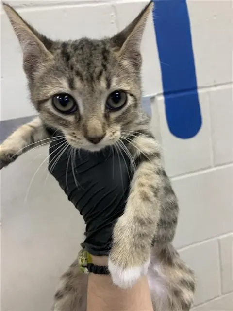 Adoptable Cat