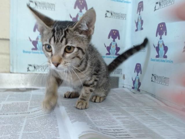 Adoptable Cat
