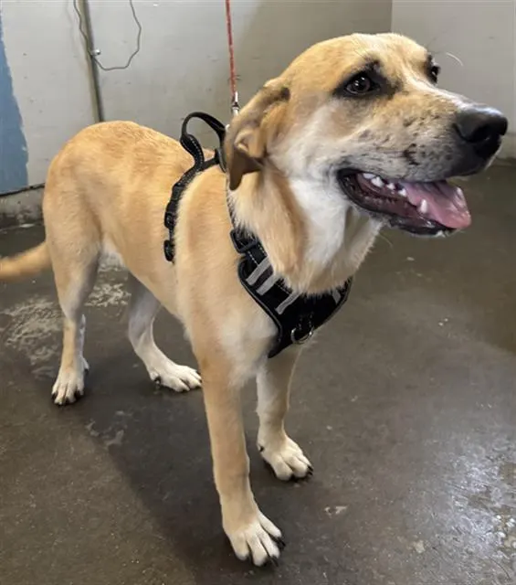 Adoptable Dog