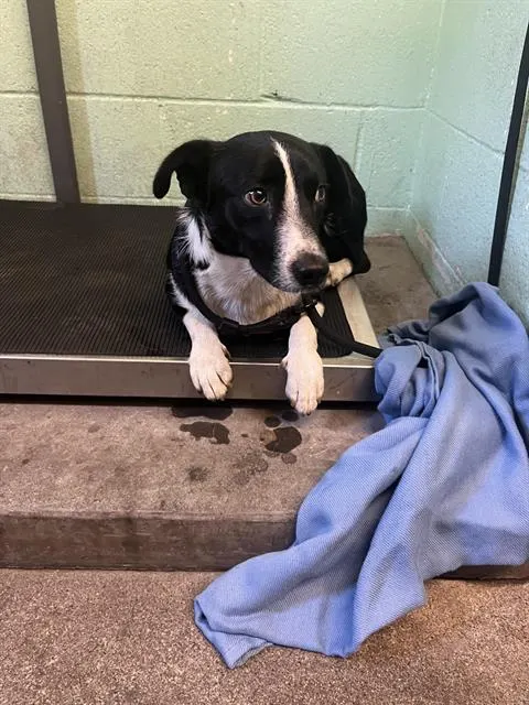 Adoptable Dog