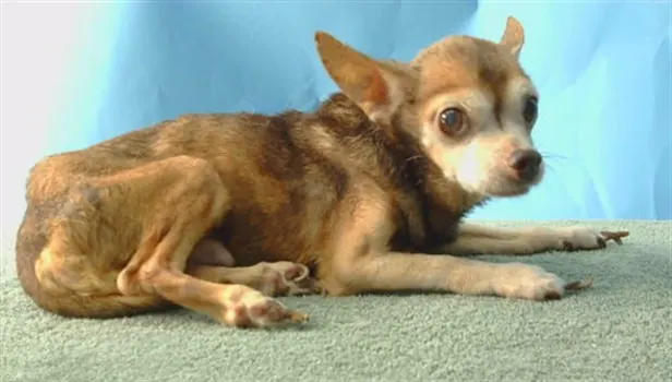 Adoptable Dog