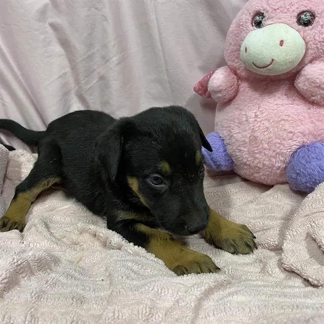 Adoptable Dog