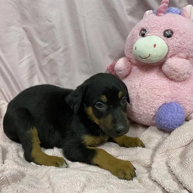 Adoptable Dog