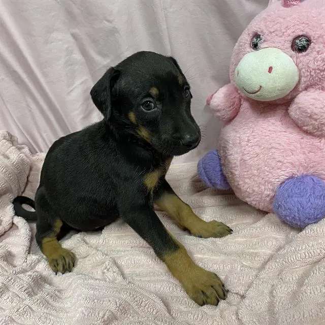 Adoptable Dog
