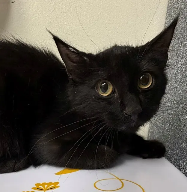 Adoptable Cat