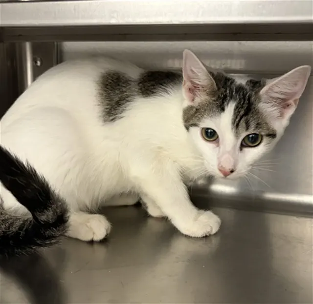 Adoptable Cat