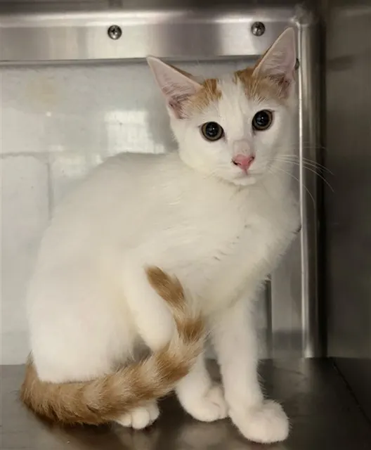 Adoptable Cat