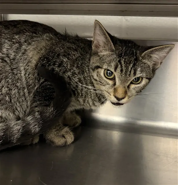 Adoptable Cat