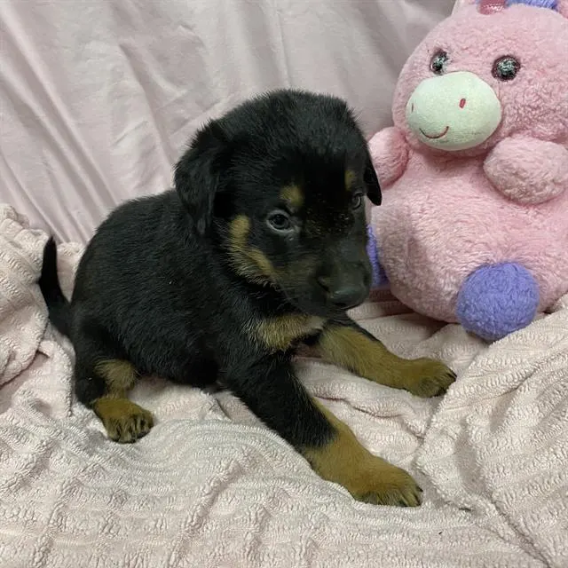 Adoptable Dog