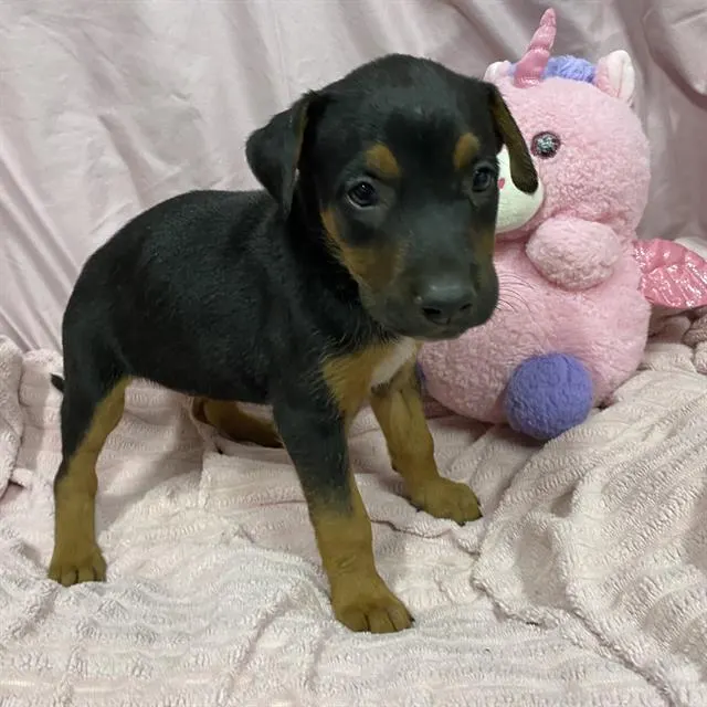 Adoptable Dog