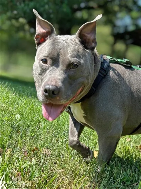 Kaida