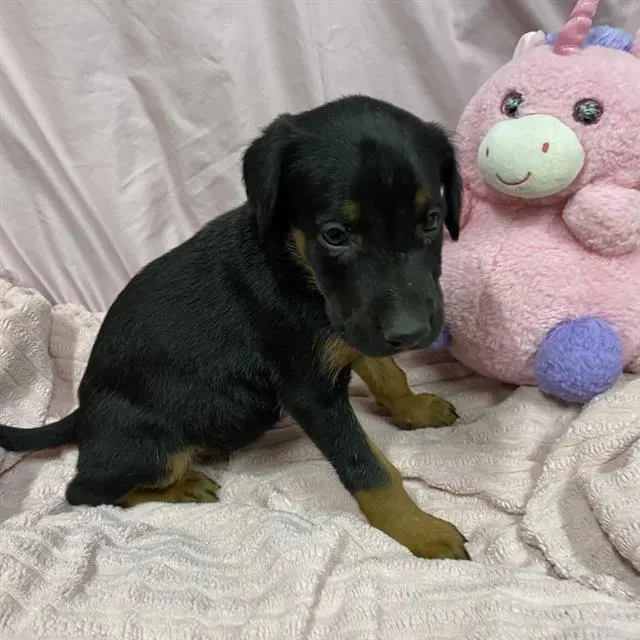 Adoptable Dog