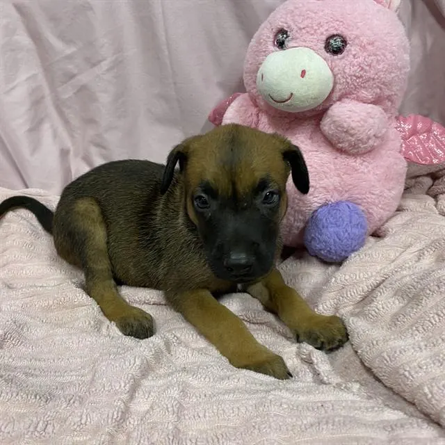 Adoptable Dog