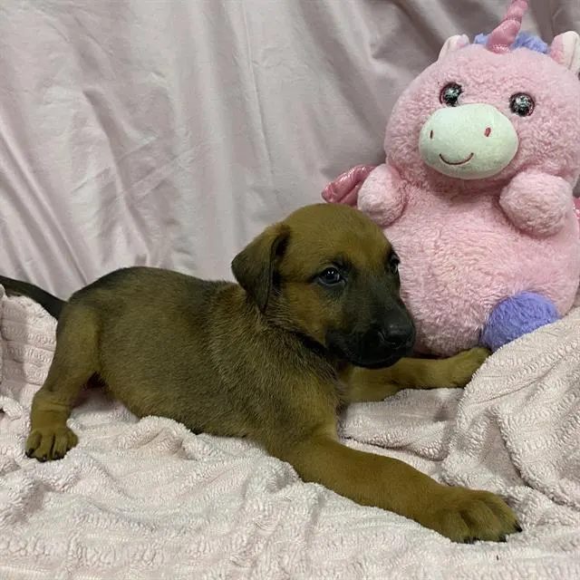 Adoptable Dog