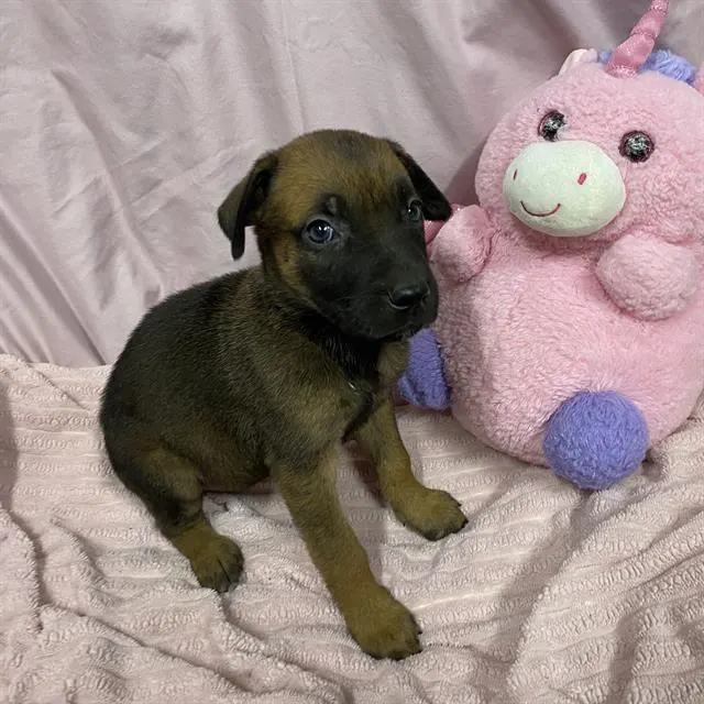 Adoptable Dog