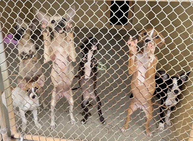 Adoptable Dog