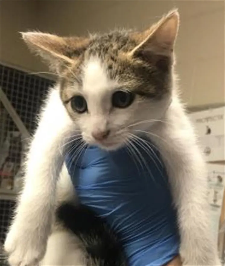 Adoptable Cat