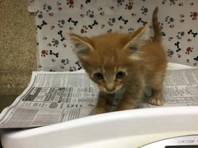 Oliver