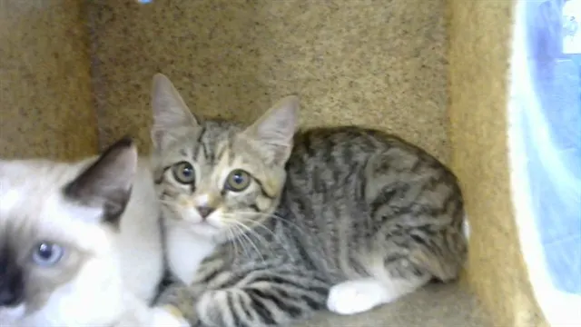 Penelope