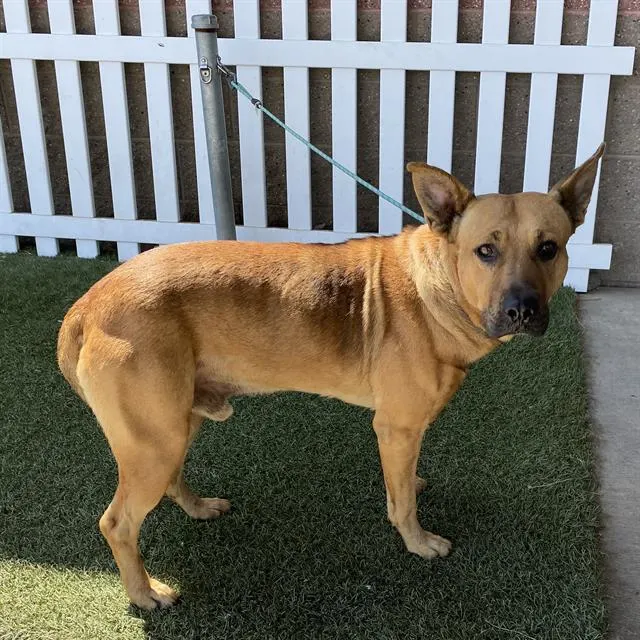 Adoptable Dog