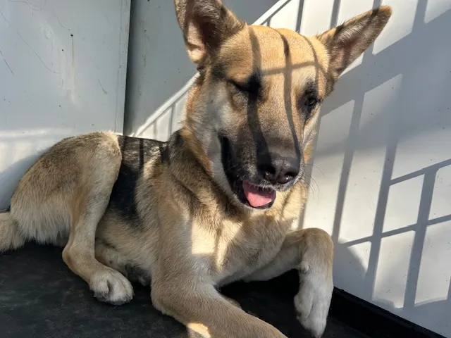 Adoptable Dog