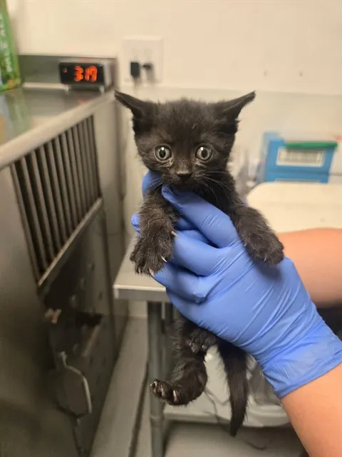 Adoptable Cat