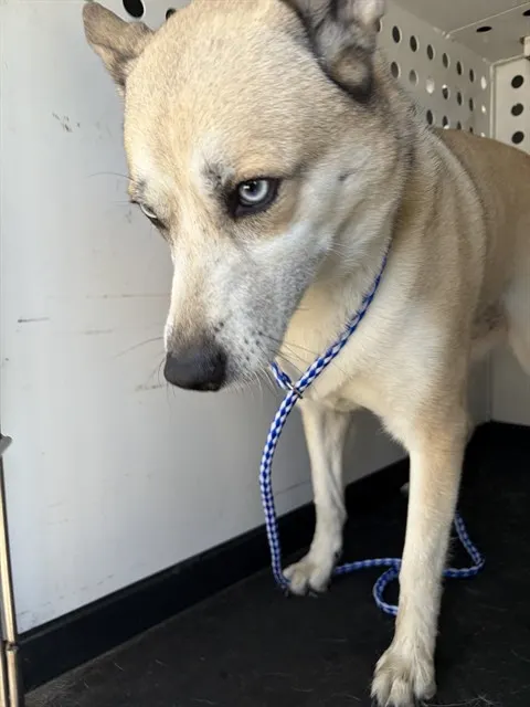 Adoptable Dog