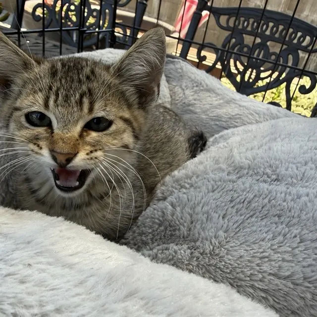 Adoptable Cat