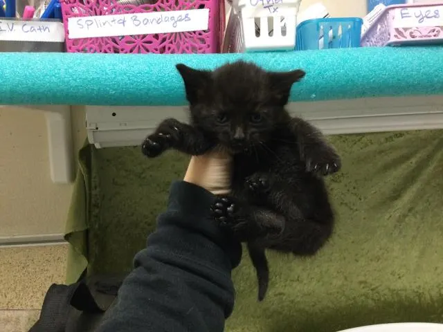 Nina