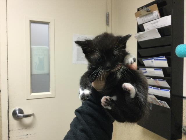 Adoptable Cat
